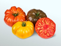 GE-MMag_tomates-S23