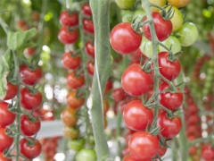 GE-MMag_tomates-S24